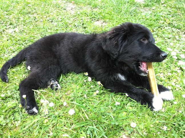 Blacky (Appenzeller Sennenhund, Collie, Golden Retriever, Labrador) Appenzeller Sennenhund Collie Golden Retriever Labrador 